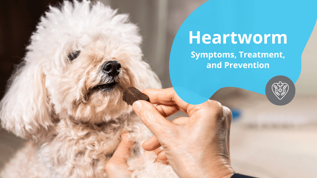 Heartworm: Symptoms, Treatment, and Prevention Heartworm: Symptoms, Treatment, and Prevention
